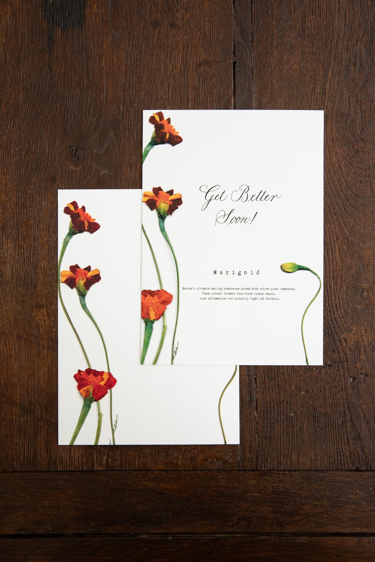 The Zanzibar Collection - Marigold